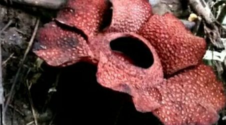 Rafflesia Arnoldi Berkelopak 6 Tumbuh di Hutan Kepahiang