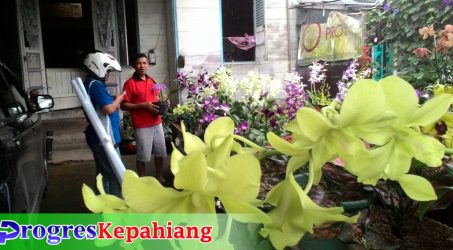 Di Kepahiang, Anggrek Dendrobium Mulai Digemari