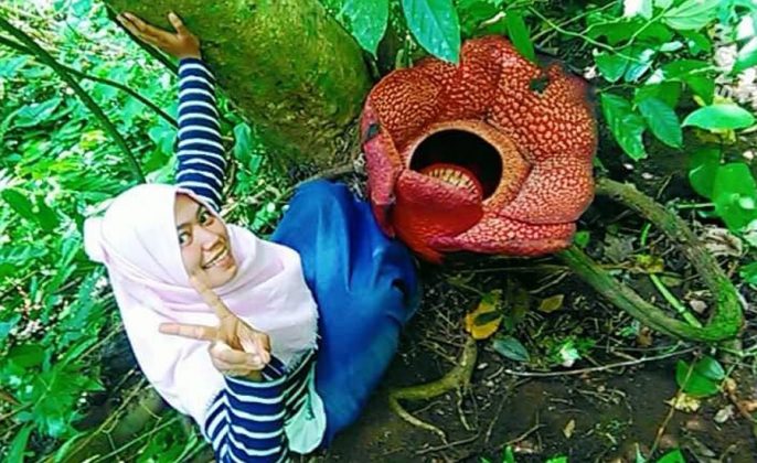Bunga Rafflesia Mekar di Kebun Kopi Warga Kelurahan Dusun Kepahiang