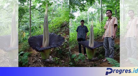 Bunga Bangkai Setinggi Lebih 1 Meter Mekar Sempurna di Kawasan Konservasi Kepahiang