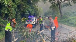 Hujan Badai Picu Pohon Tumbang di Liku Sembilan, Arus Lalu Lintas Masih Lancar