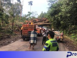 Akibat Pohon Raksasa Liku Sembilan Tumbang, Macet Tembus Puluhan KM