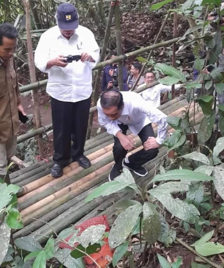 Jokowi lihat rafflesia