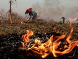 Mengenal Argumen dan Dampak Membakar Lahan Terhadap Tingkat Kesuburan Tanah