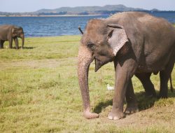 Gajah Liar Dugul Ditemukan Sudah Mati di Way Kambas