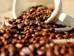 Black Ivory Coffee: Kopi Termahal Terbuat dari Kotoran Gajah