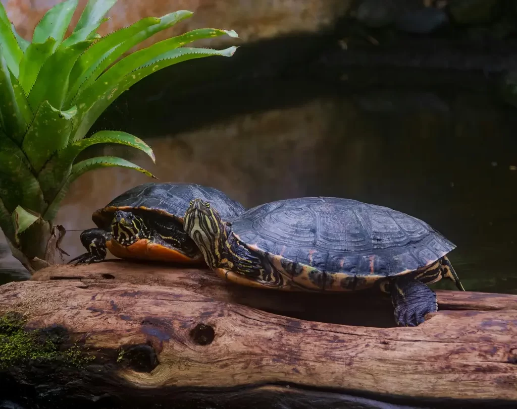 kura kura red ear slider