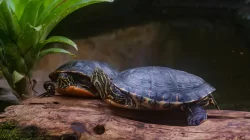 kura kura red ear slider