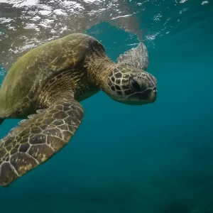 Penyu Hijau: Asal Habitat, Tempat Konservasi dan Fakta Menarik