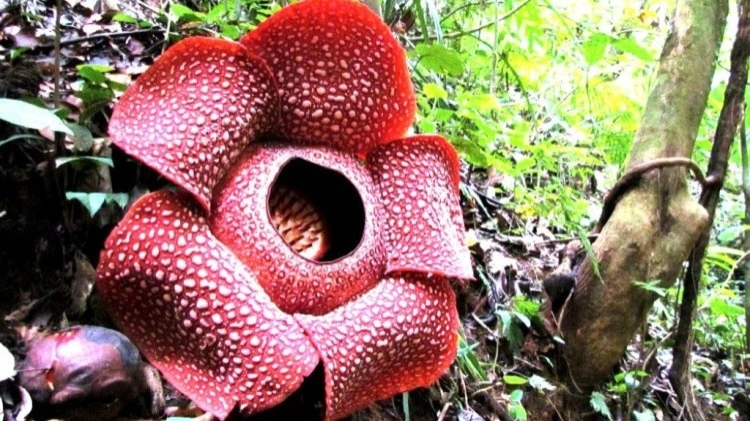 Rafflesia arnoldii